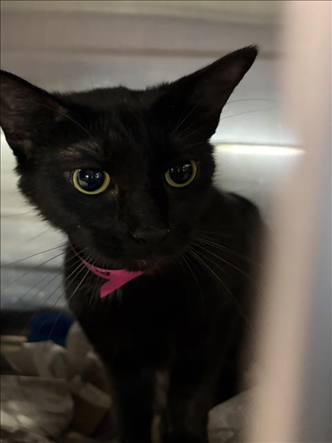 MAZZARRI, Adult Domestic Short Hair (medium coat), cat for adoption in Redondo Beach, California