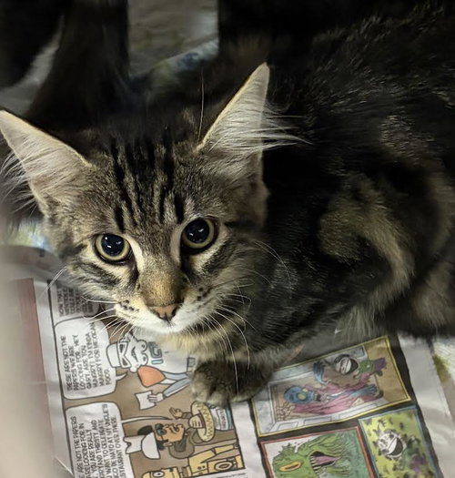 RIVO, Baby Domestic Short Hair (medium coat), cat for adoption in Redondo Beach, California