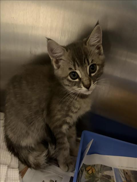 ANTONELA, Baby Domestic Short Hair (medium coat), cat for adoption in Redondo Beach, California