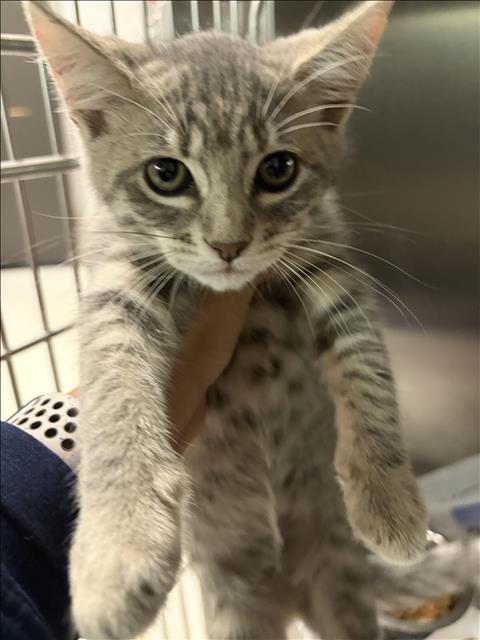 MARTA, Baby Domestic Short Hair (medium coat), cat for adoption in Redondo Beach, California