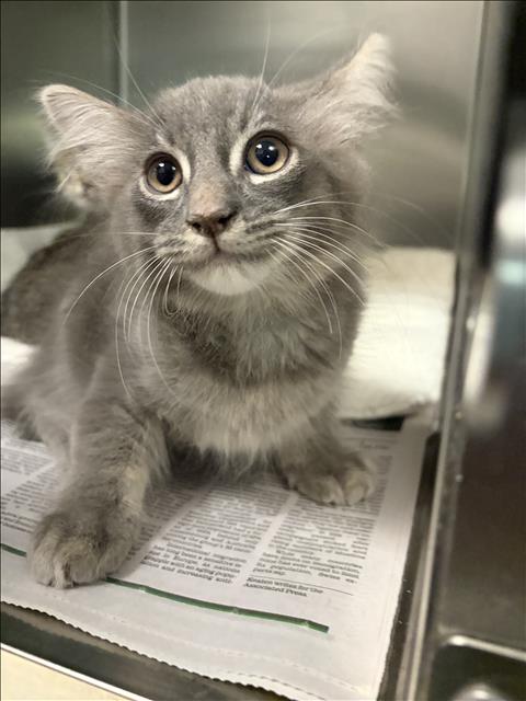 MOXIE, Baby Domestic Medium Hair (medium coat), cat for adoption in Redondo Beach, California