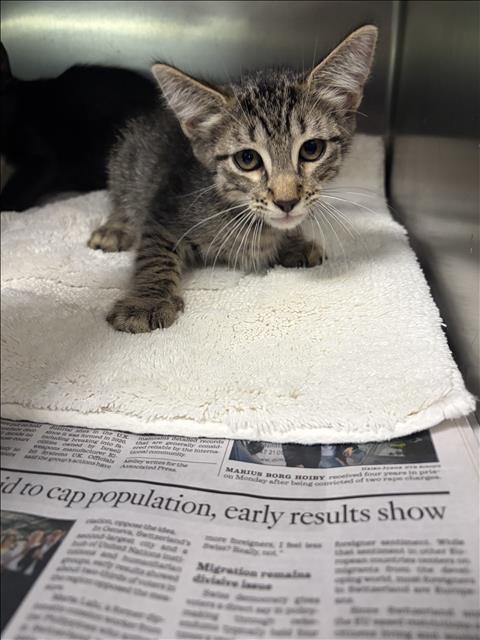 MYLES, Baby Domestic Short Hair (medium coat), cat for adoption in Redondo Beach, California