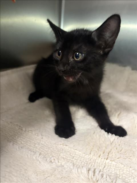 MARSHAL, Baby Domestic Short Hair (medium coat), cat for adoption in Redondo Beach, California