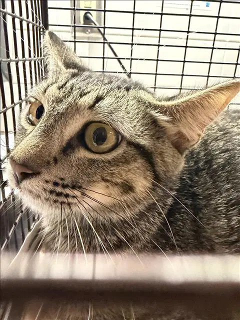 Mimi - Domestic Short Hair