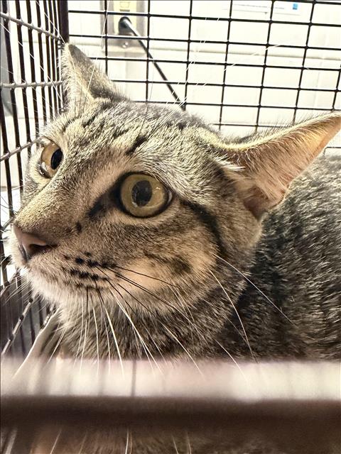 MIMI, Young Domestic Short Hair (medium coat), cat for adoption in Redondo Beach, California
