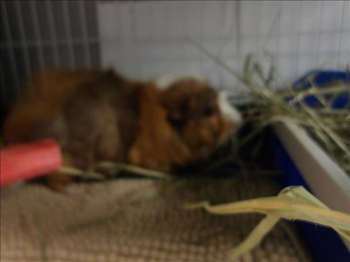 PICKLES - Guinea Pig available for adoption