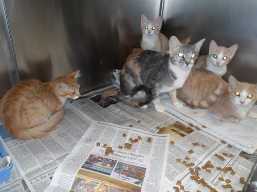 A2281136, an adoptable Domestic Short Hair in Los Angeles, CA