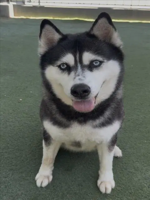 Shiloh - Siberian Husky