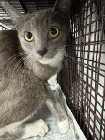 Xena - Domestic Short Hair