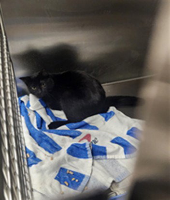 SHADOW, an adoptable Domestic Short Hair in Los Angeles, CA