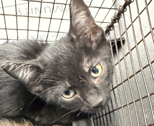 WINTER, an adoptable Domestic Short Hair in Los Angeles, CA