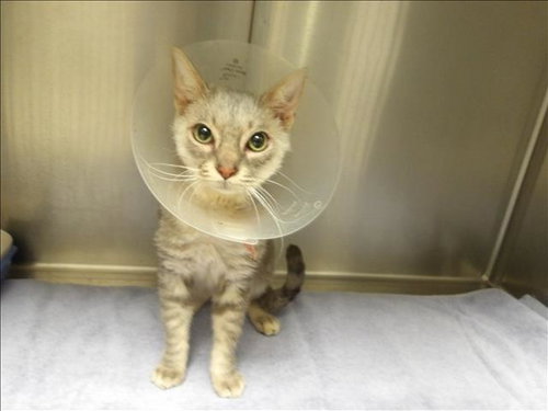 WATSON, an adoptable Domestic Short Hair in Los Angeles, CA