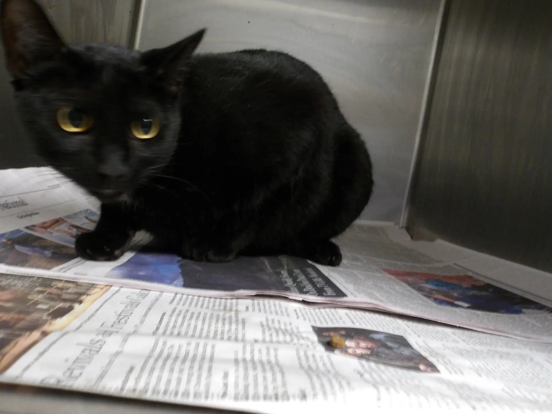 Salem - Domestic Short Hair