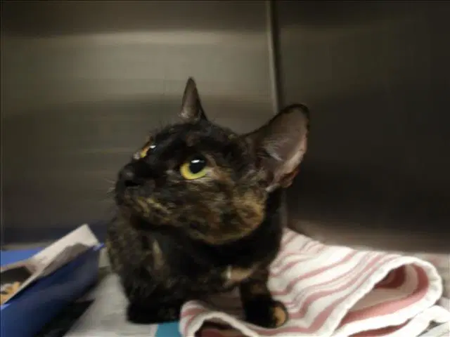 Suni - Domestic Short Hair