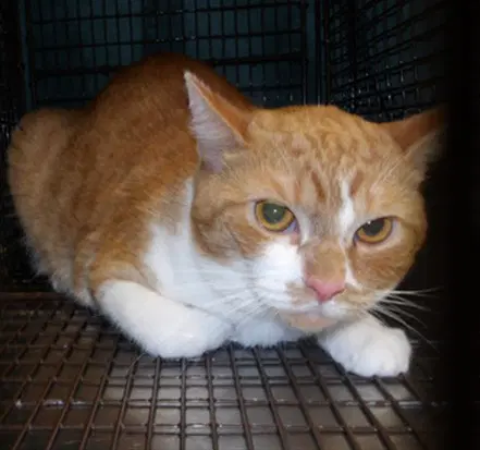 Avion - Domestic Short Hair
