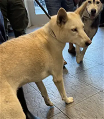 Aurora - Siberian Husky