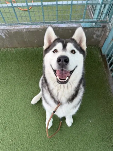 Zorro - Siberian Husky