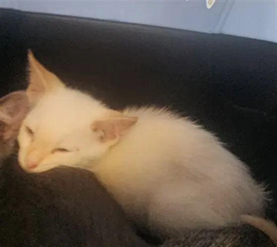 Tortelini - Domestic Short Hair