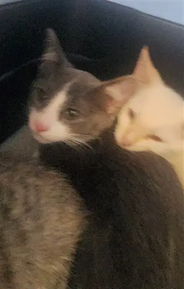 Pappardelle - Domestic Short Hair