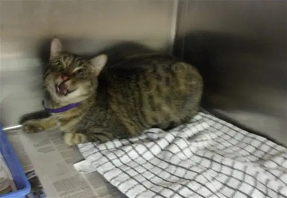 Rose - Domestic Short Hair