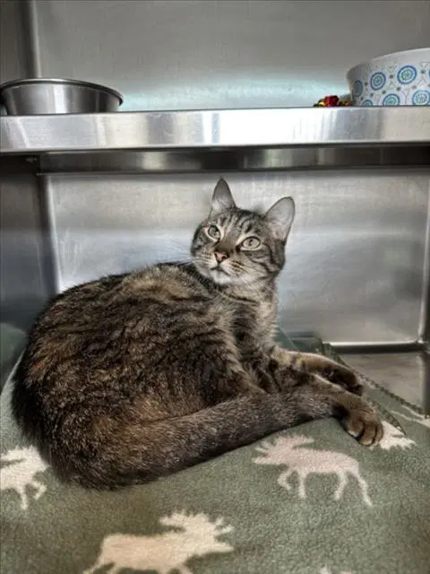 Rose - Domestic Short Hair
