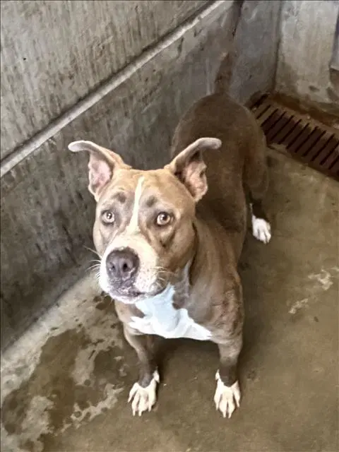 Jazzy - Pit Bull Terrier