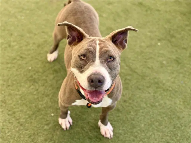 Jazzy - Pit Bull Terrier