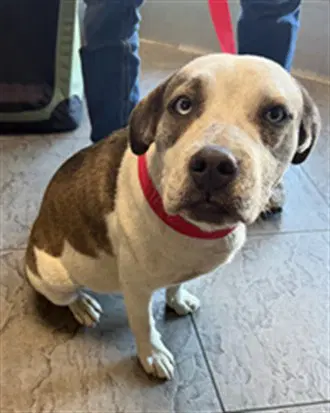 Bonnie - Staffordshire Bull Terrier