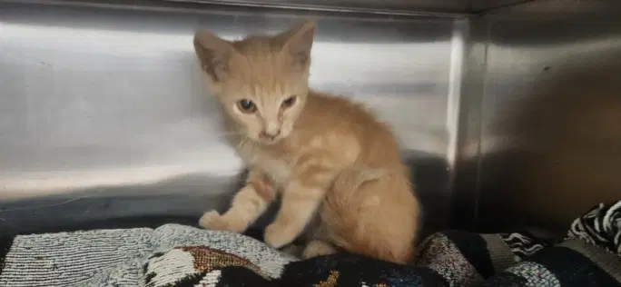 Woody - Domestic Short Hair