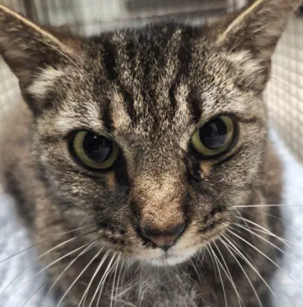 Maravita - Domestic Short Hair