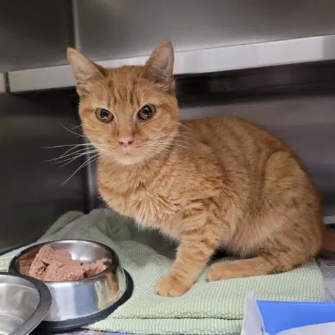 Misfit - Domestic Short Hair