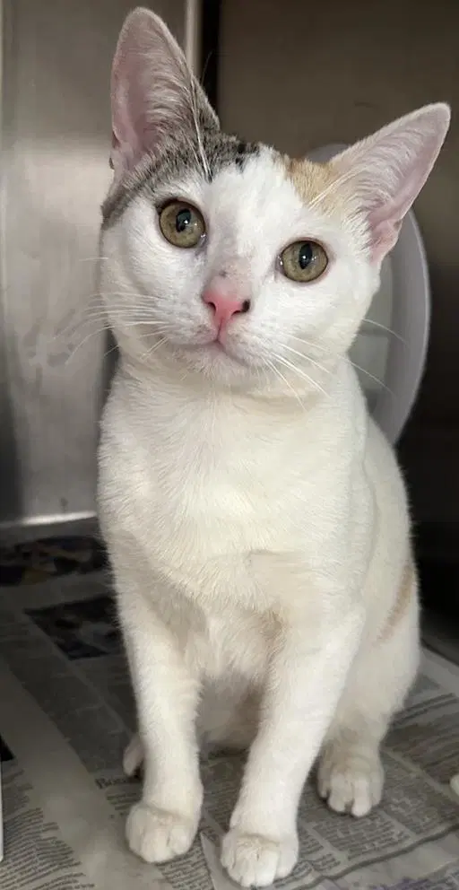 Woodrow - Domestic Short Hair