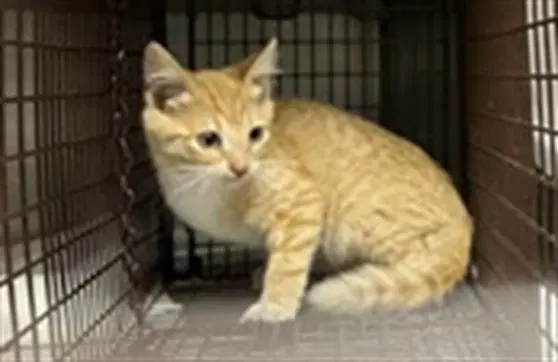 Clogsworth - Domestic Short Hair