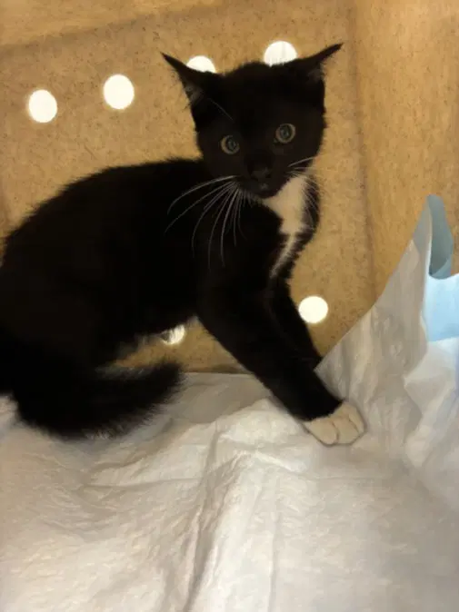 Bonnet - Domestic Short Hair