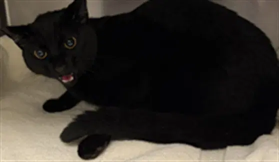 Huey - Domestic Short Hair