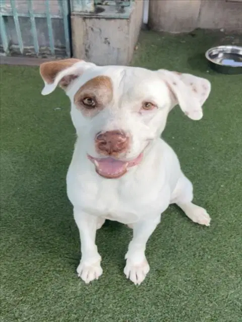 Franklin - Pit Bull Terrier