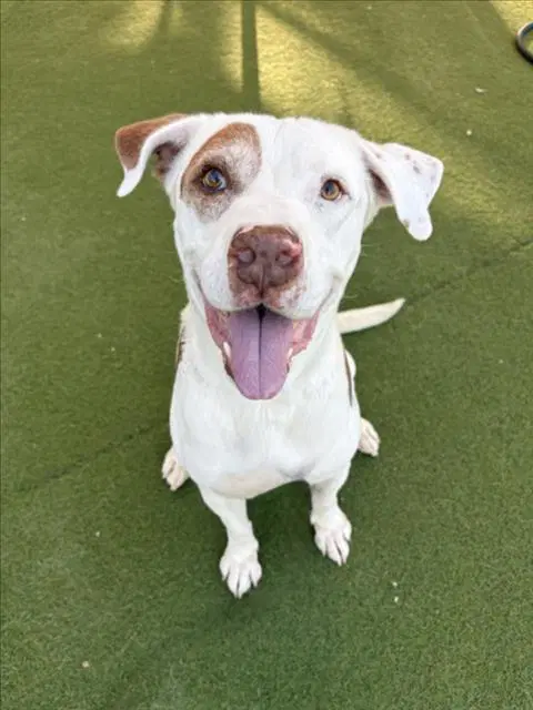 Franklin - Pit Bull Terrier