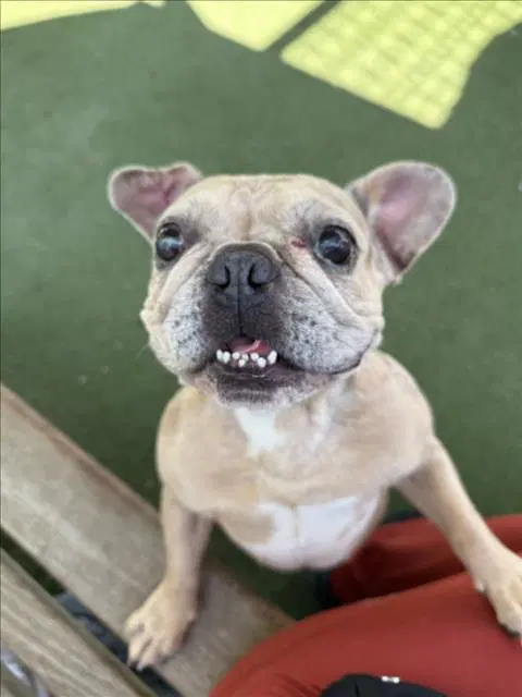 Lou - French Bulldog