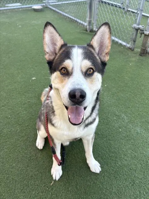 Koby - Siberian Husky