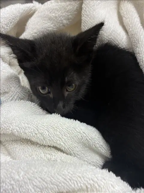 Jinshi - Domestic Short Hair