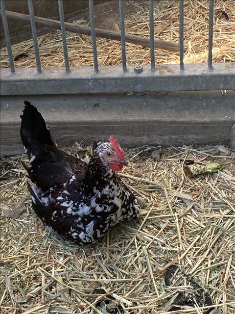 A2287670 - Chicken available for adoption