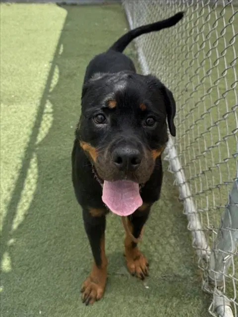 Cinnabon - Rottweiler