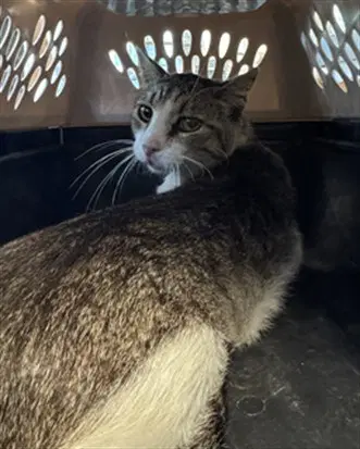 Walter - Domestic Short Hair