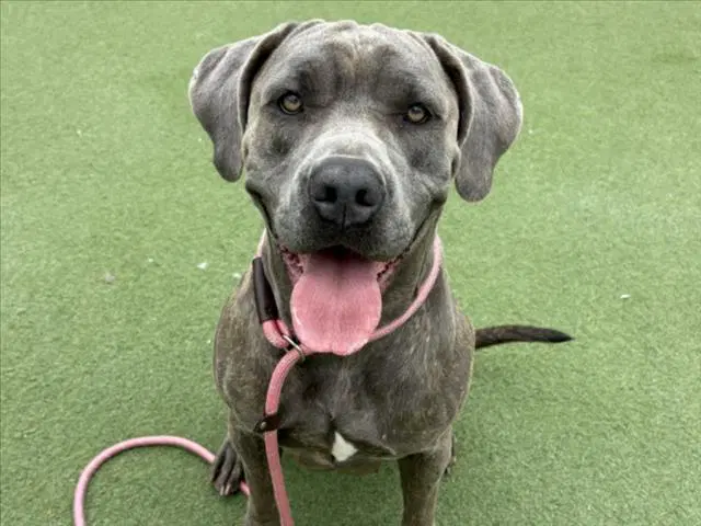 Wrink - Cane Corso Mastiff