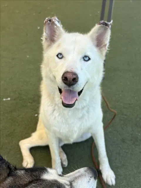 Meggie - Siberian Husky