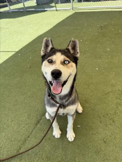 Tito - Siberian Husky