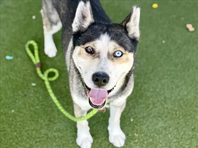 Tito - Siberian Husky