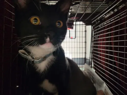 Chili - Domestic Short Hair