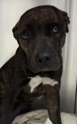 Kelly - Pit Bull Terrier