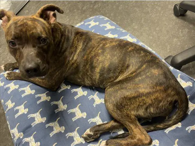 Kelly - Pit Bull Terrier